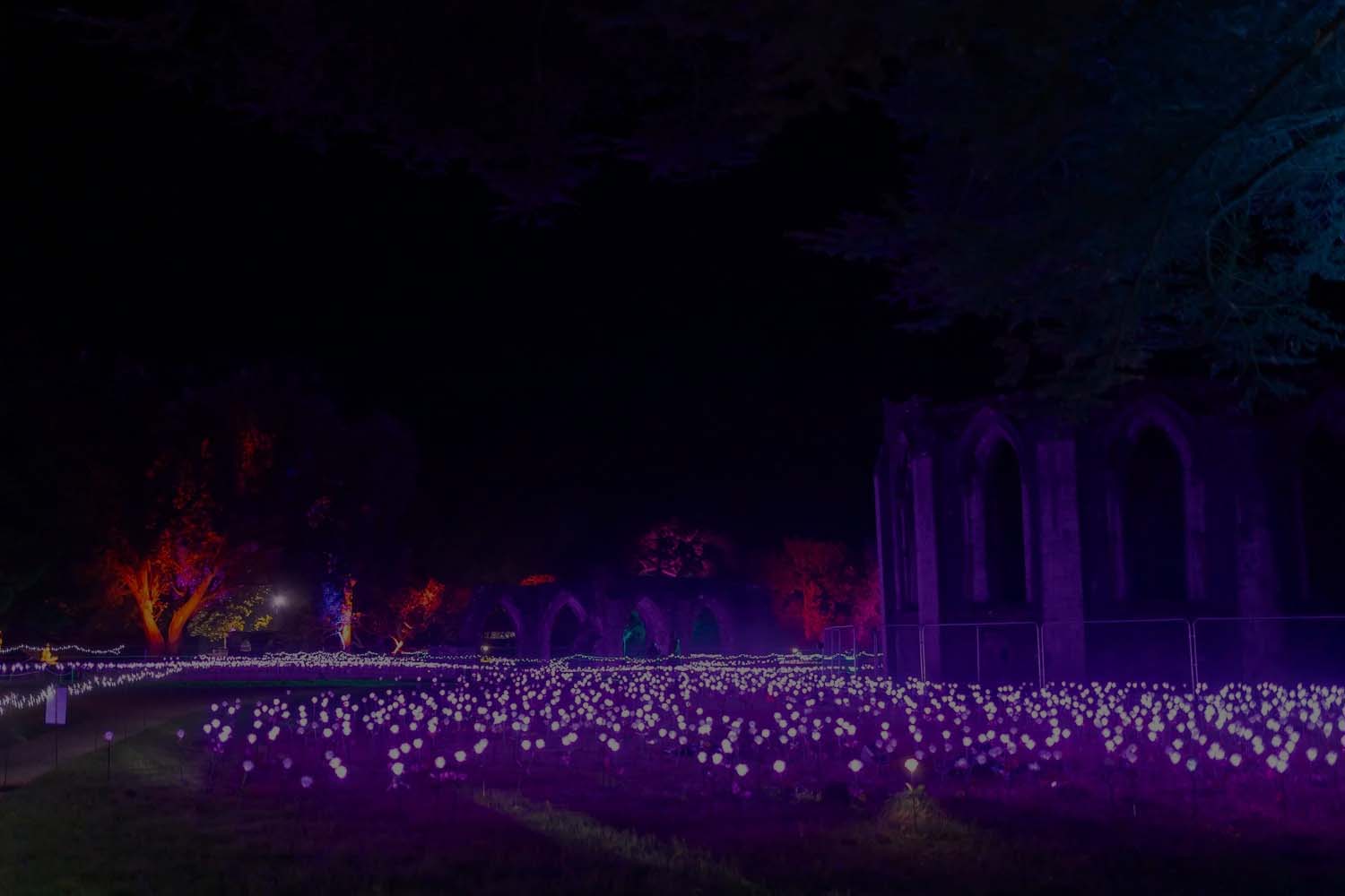 Light Rose Garden